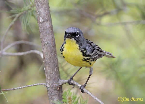 Kirtland's Warbler male in young Jack Pine--7419