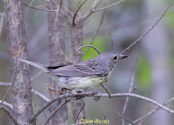 Kirtland's Warbler female with water droplet--7440