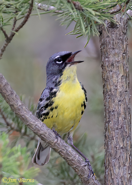 Kirtland's Warbler male singing in Jack Pine--7478