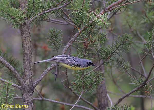 Kirtland's Warbler male flying in habitat--7501