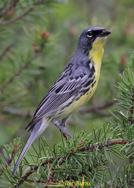 Kirtland's Warbler male portrait in habitat--7548