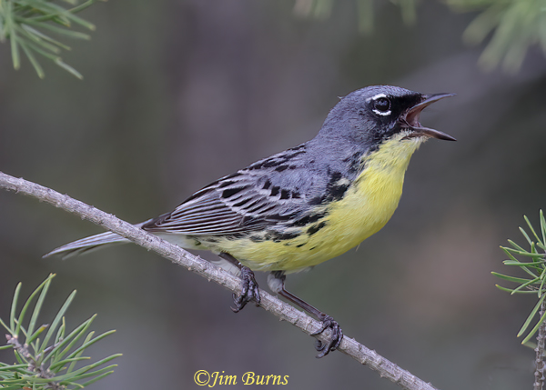 Kirtland's Warbler male singing in habitat--7571