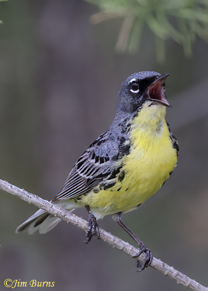 Kirtland's Warbler male singing in habitat #2--7578