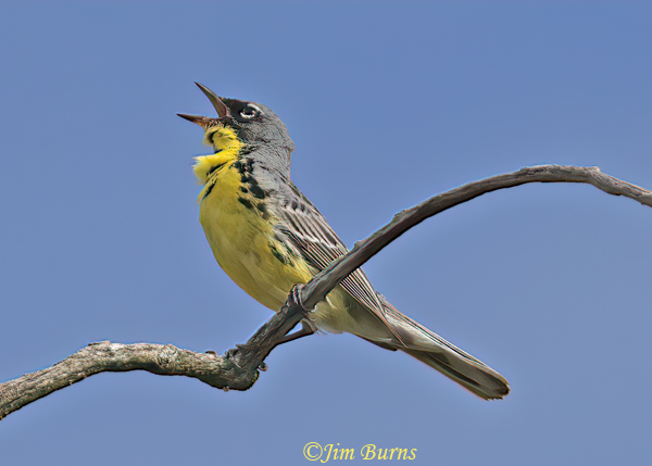 Kirtland's Warbler male dawn song--7693