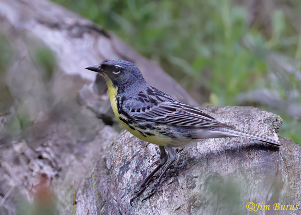 Kirtland's Warbler male foraging on ground--7814