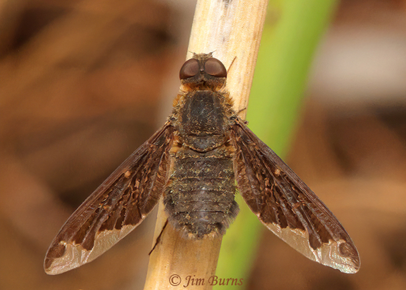 Bee Fly (Hemipenthes jaennickeana), Chiricahua Mountains, Arizona--4853