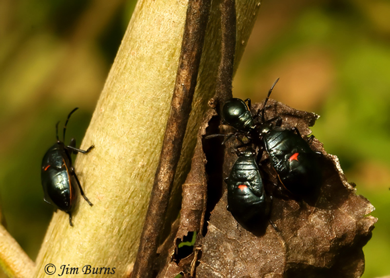 Bordered Plant Bug nymphs, Santa Cruz Co., Arizona--2960