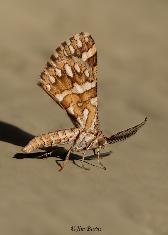 Green Broomweed Looper