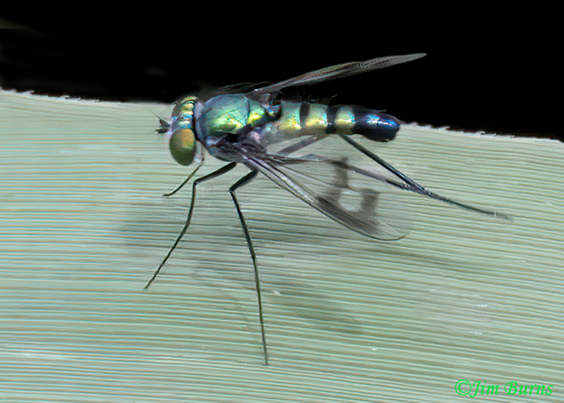 Long-legged Fly