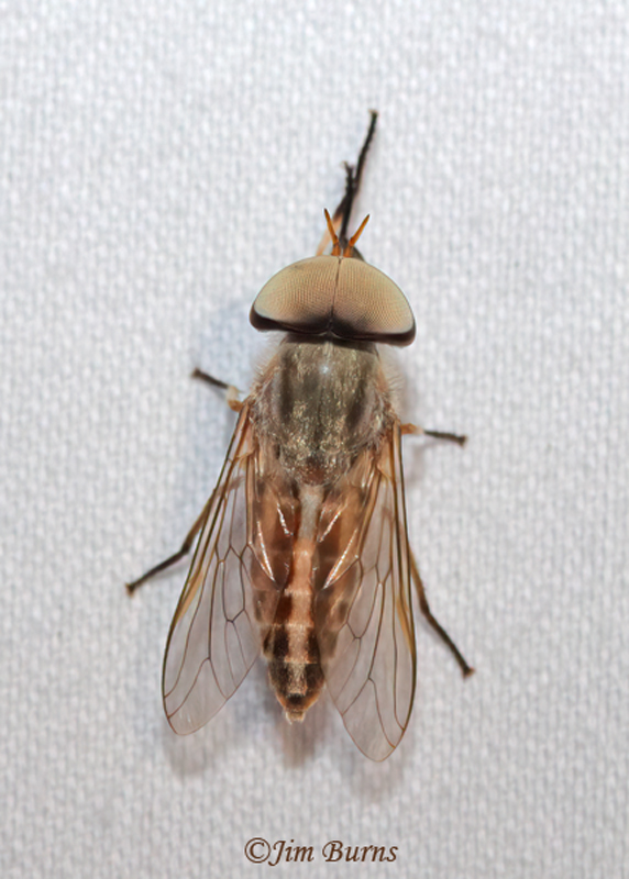Striped Horse Fly