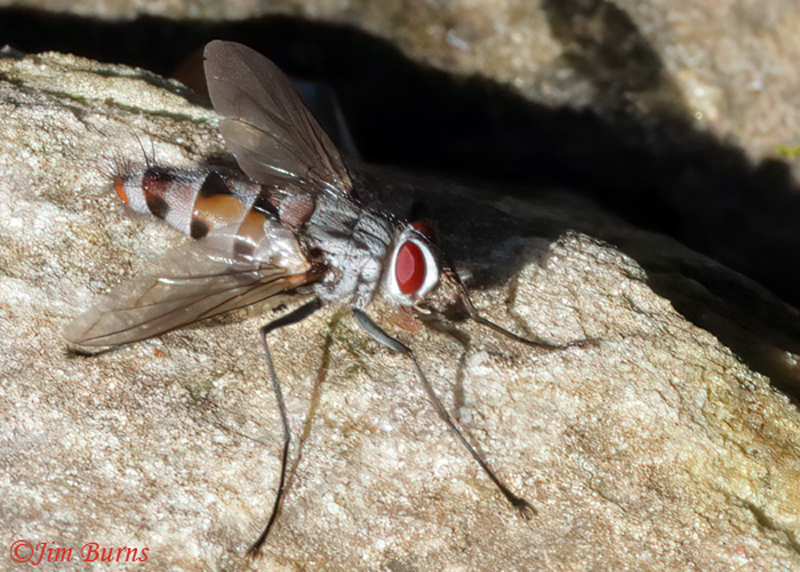 Tachinid Fly (Zelia vertebrata)