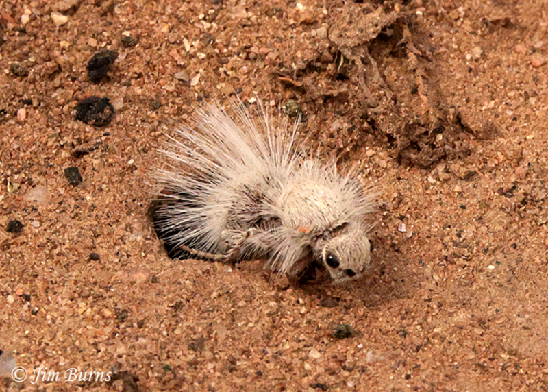 Thistledown Velvet Ant