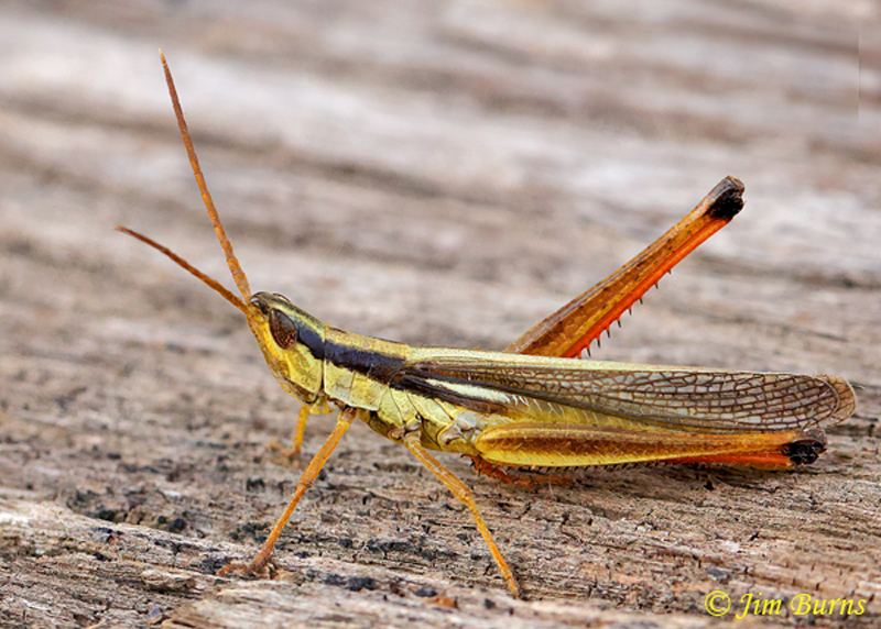 Two-striped Mermiria, Huachuca Mountains, Arizona--6047
