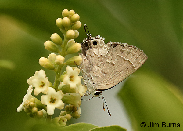 Lacey's Scrub-Hairstreak, Texas
