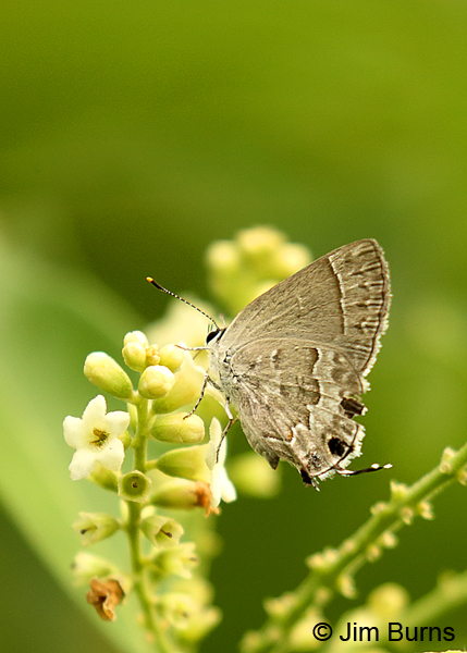Lacey's Scrub-Hairstreak #2, Texas