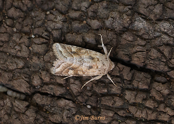 Lacinipolia triplehornia male dorsal view, Arizona--1001