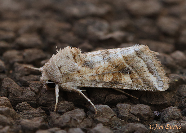 Lacinipolia triplehornia male, Arizona--1000