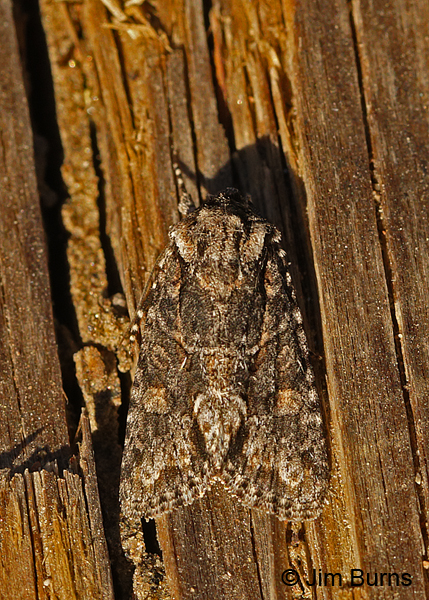 Lacinipolia martini, Arizona
