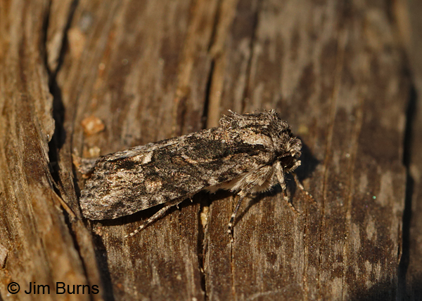 Lacinipolia martini lateral view, Arizona