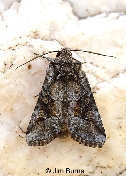 Lacinipolia rodora dorsal view, Arizona--3702