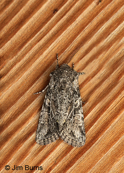 Lacinipolia vittula, Oregon