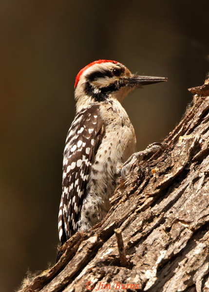 Ladder-backed male on trunk--1851
