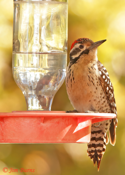 Ladder-backed Wood pecker on hummingbird feeder--8328