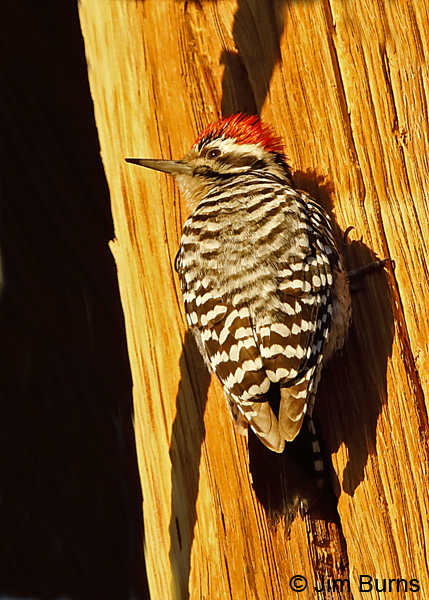Ladder-backed Woodpecker male drumming on utility pole