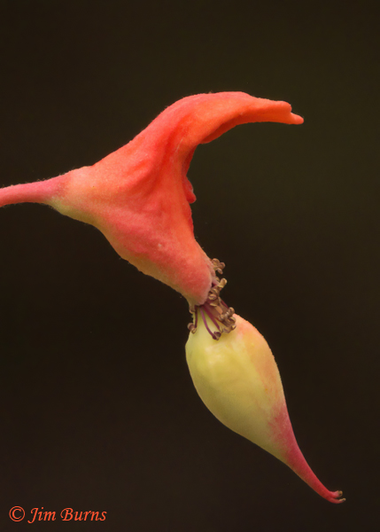 Lady Slipper, Arizona--1364