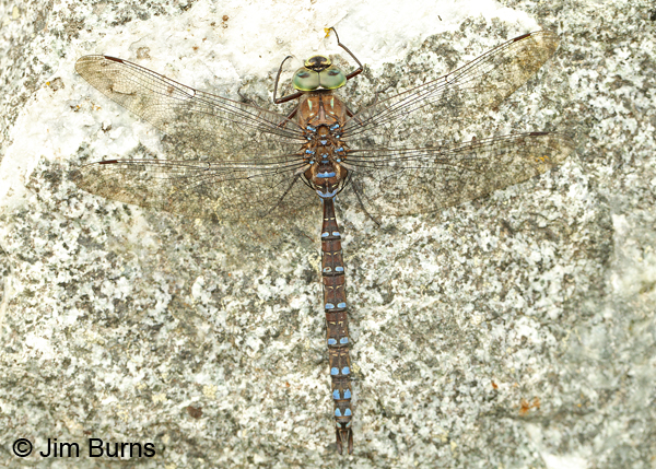Lake Darner male dorsal view, Anchorage Co., Alaska, August 2016