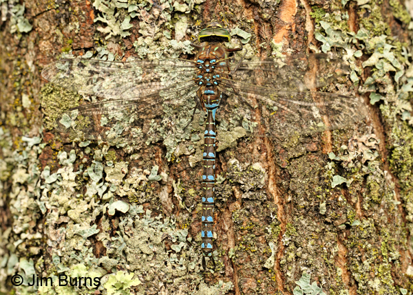 Lake Darner male dorsal view, Lake Co., MN, July 2012