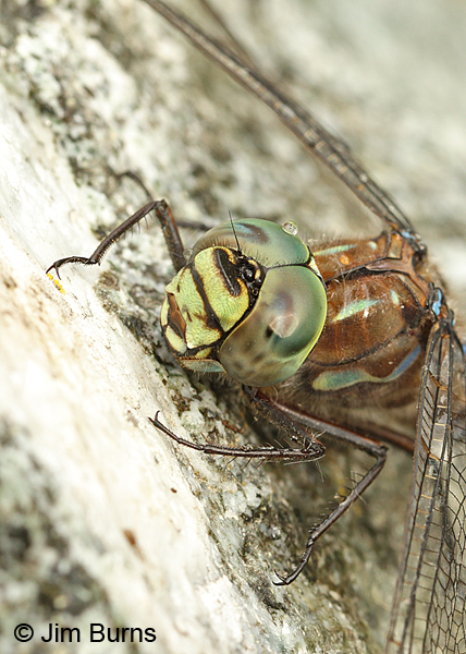 Lake Darner male face and thorax, Anchorage Co., Alaska, August 2016