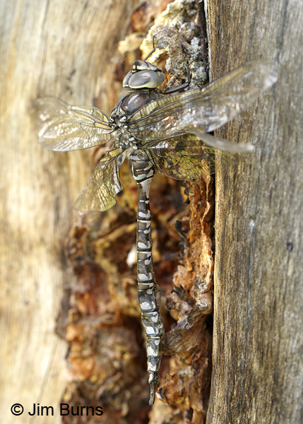 Lake Darner teneral male dorsolateral view, Summit Co., UT, July 2016
