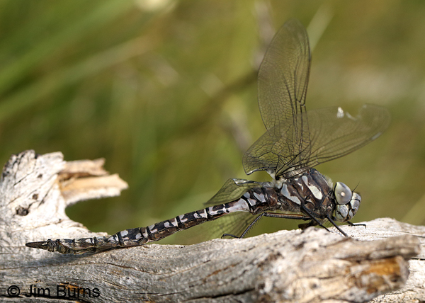 Lake Darner teneral male on log, Summit Co., UT, July 2016