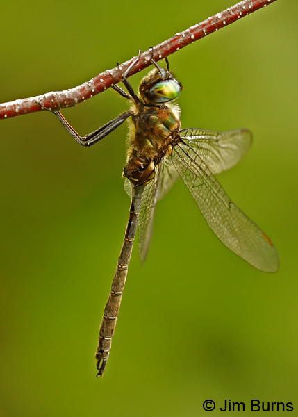 Lake Emerald male, Lake Co., MN, July 2018--9643