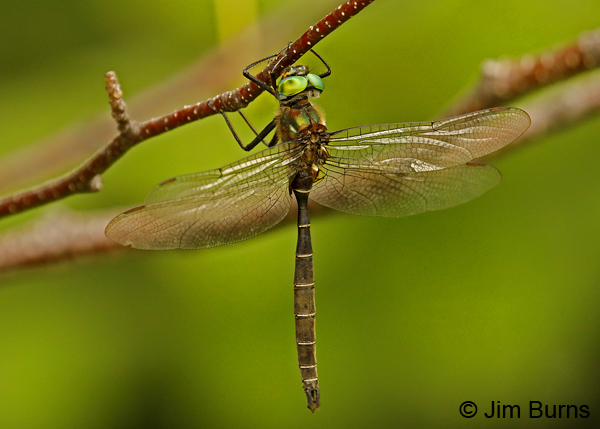 Lake Emerald male dorsolateral view, Lake Co., MN, July 2018--9650