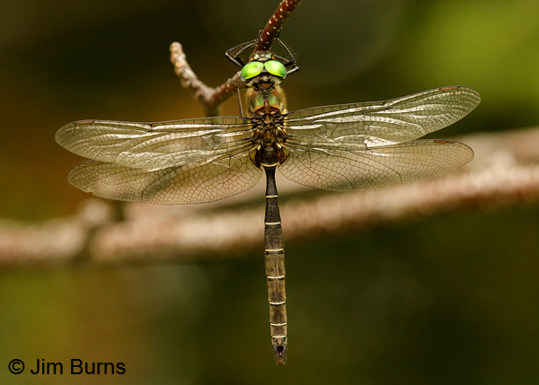 Lake Emerald male dorsal view, Lake Co., MN, July 2018--9652