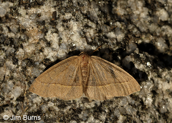 Lambdina laeta #2, Arizona