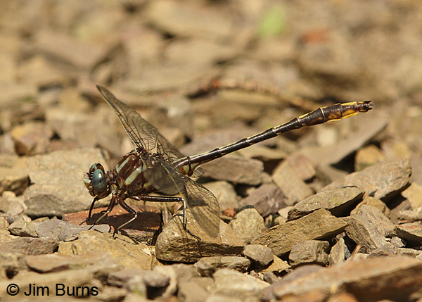 Lancet Clubtail male, Huntingdon Co., PA, June 2015