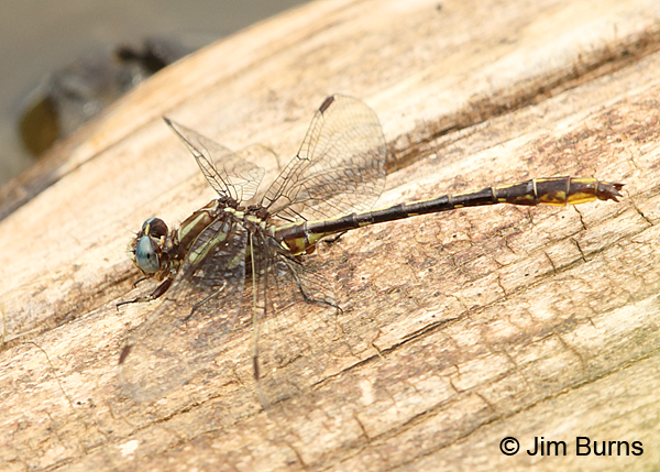 Lancet Clubtail male, Mecklenburg Co., NC, May 2017