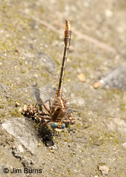 Lancet Clubtail male obelisking #2, Horry Co., SC, May 2014