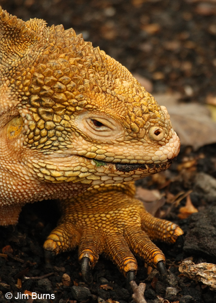 Land Iguana the business end