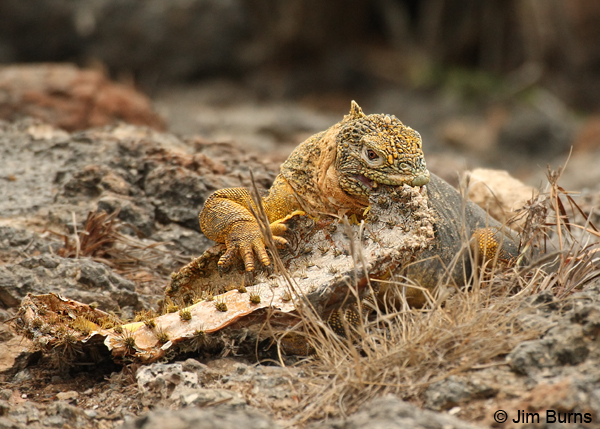 Land Iguana the cactus pad breakfast