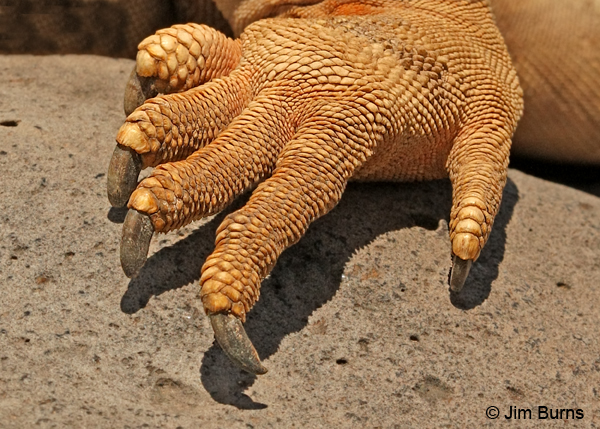 Land Iguana the claw