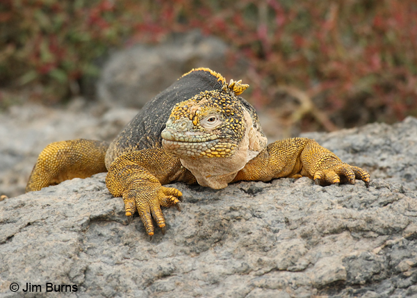 Land Iguana