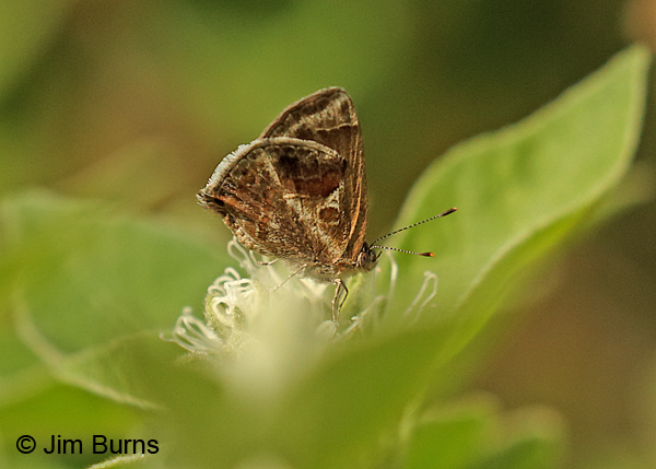 Lantana Scrub-Hairstreak, Texas
