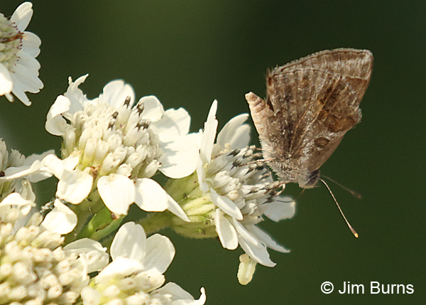 Lantana Scrub-Hairstreak on white flowers, Texas