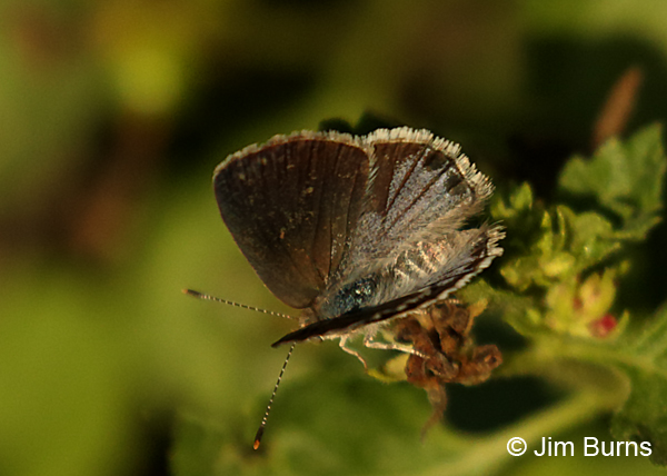 Lantana Scrub-Hairstreak upperwing, Texas