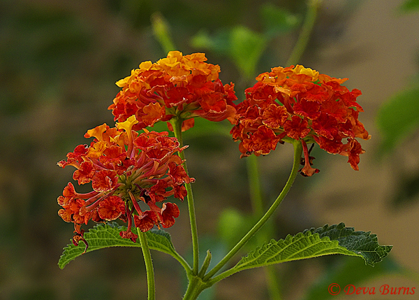 Lantana camara, Arizona--0238