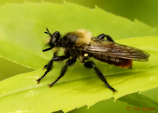 Laphria janus, Minnesota--3828